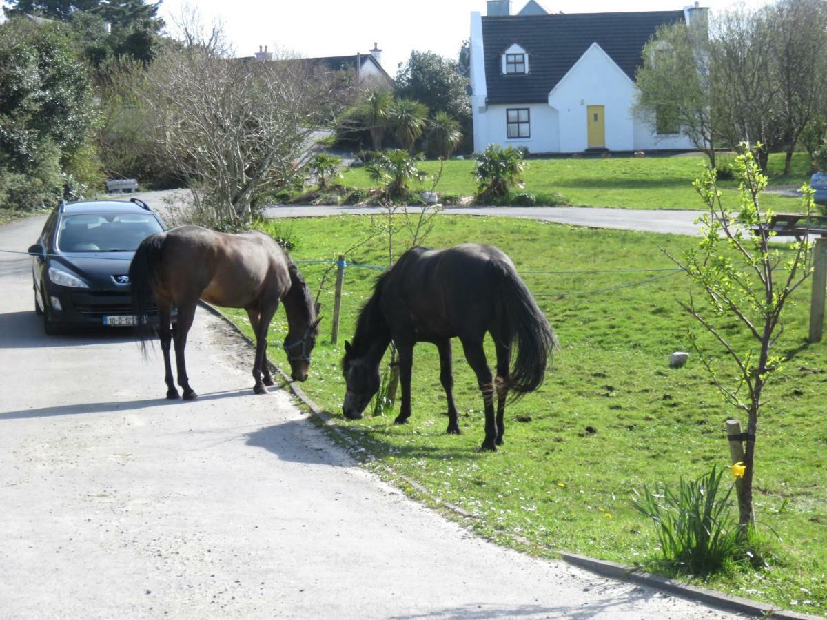 Letterfrack Farmhouse On Equestrian Farm In Letterfrack Beside Connemara National Park Tullywee Bridge Zewnętrze zdjęcie